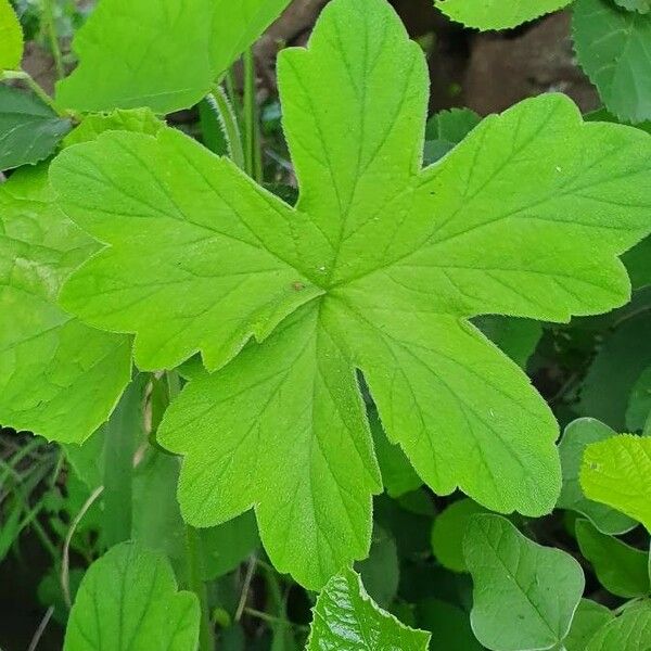 Pelargonium multibracteatum Ліст