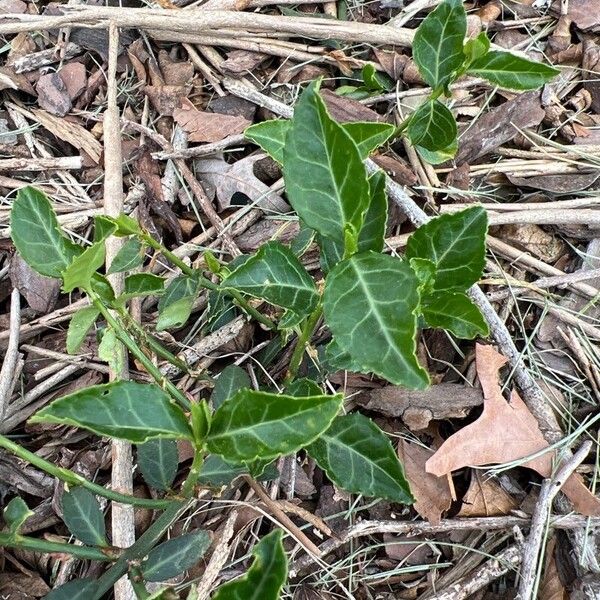 Euonymus fortunei Lehti