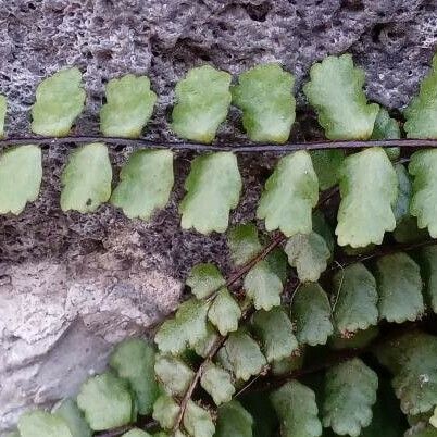 Asplenium trichomanes Leaf