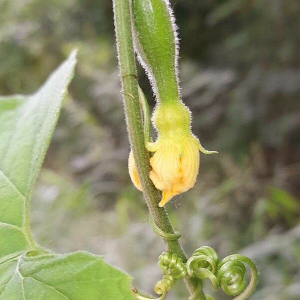 Melothria pendula Flor