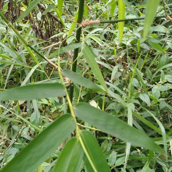 Bambusa vulgaris Leaf