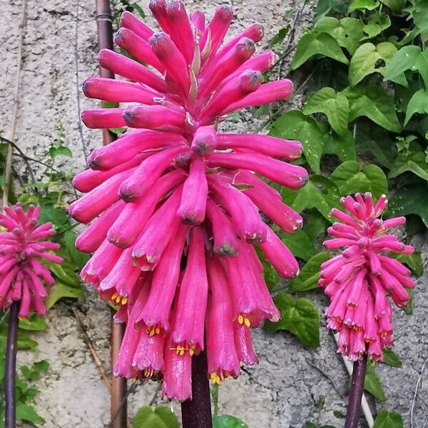 Veltheimia bracteata Floare