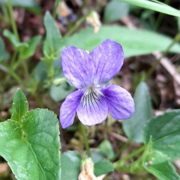 Viola riviniana 花