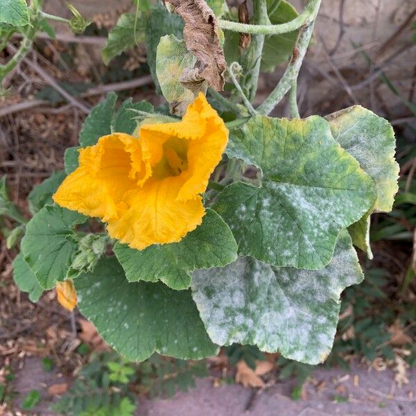 Cucurbita maxima Flower