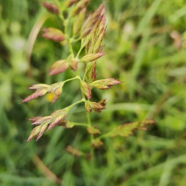 Lolium arundinaceum Fruit