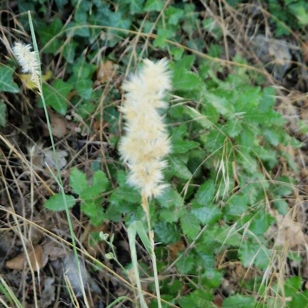 Melica ciliata Fleur