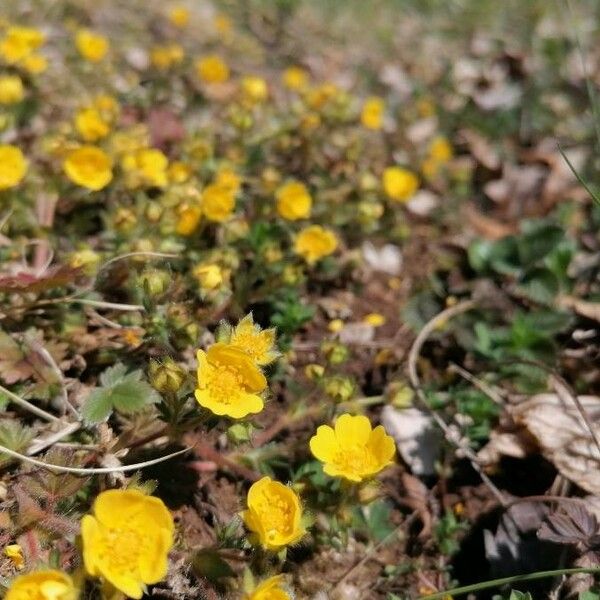 Potentilla pedata Цветок