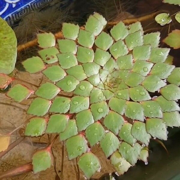 Ludwigia sedoides Leaf