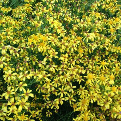 Senecio riddellii Blomma