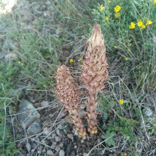 Orobanche rapum-genistae Blüte