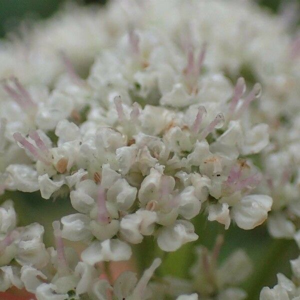 Seseli libanotis Flower