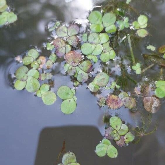 Spirodela polyrhiza Leaf