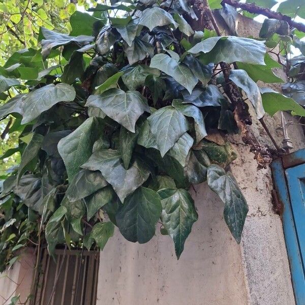 Hedera canariensis Hábito