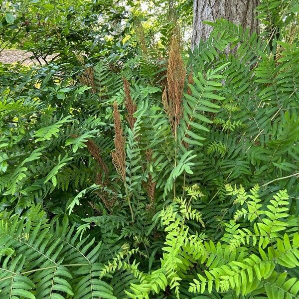 Osmunda regalis Deilen