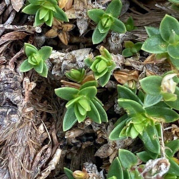 Arenaria purpurascens Φύλλο