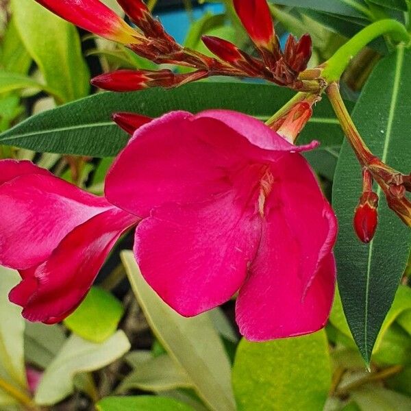 Nerium oleander Virág