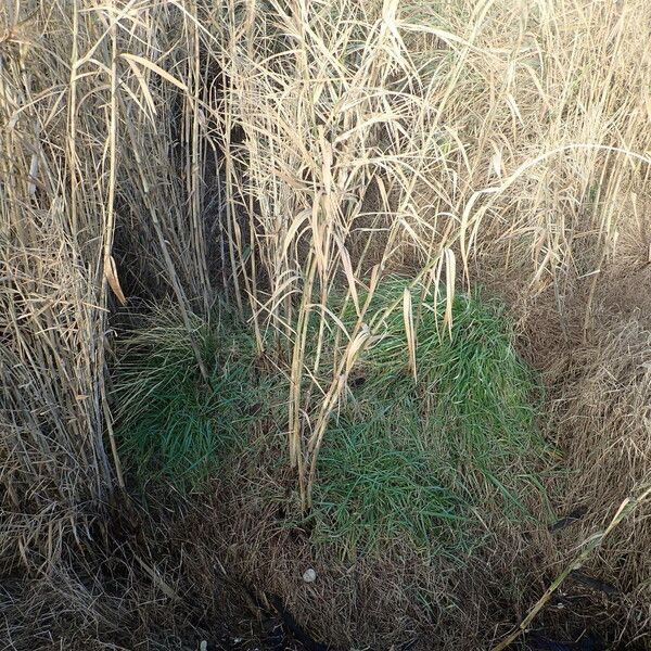 Phragmites karka Habit