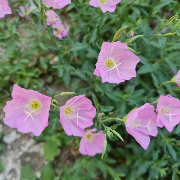 Oenothera speciosa Цветок