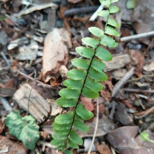 Asplenium platyneuron List