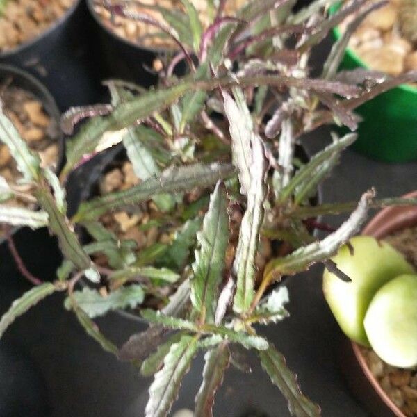 Strobilanthes sinuata Folio