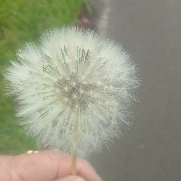 Taraxacum campylodes Flower