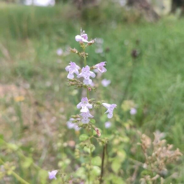 Calamintha nepeta Flors