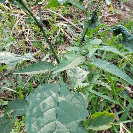 Solanum douglasii 葉