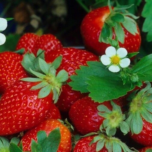 Fragaria × ananassa Kvet