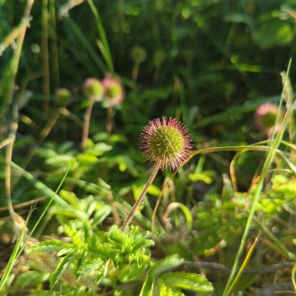 Acaena ovalifolia Λουλούδι