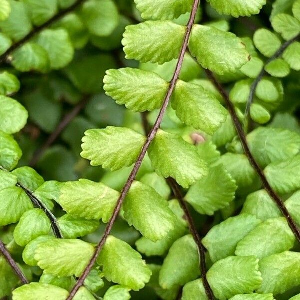 Asplenium trichomanes Frunză