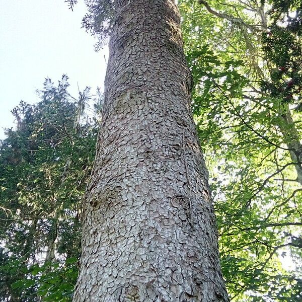 Abies numidica Cortiza