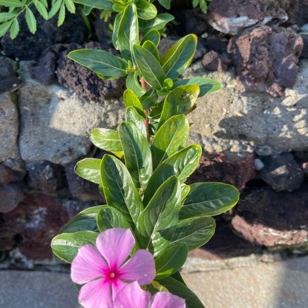 Catharanthus roseus Other