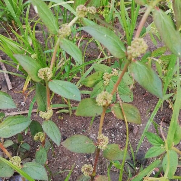 Euphorbia hirta पत्ता