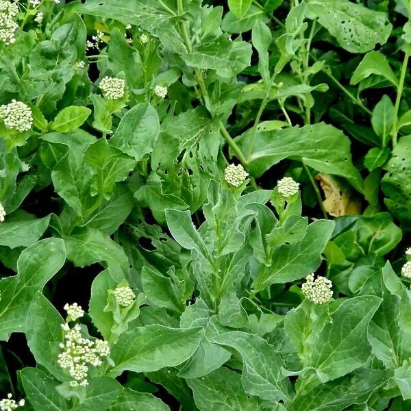 Lepidium draba Hoja