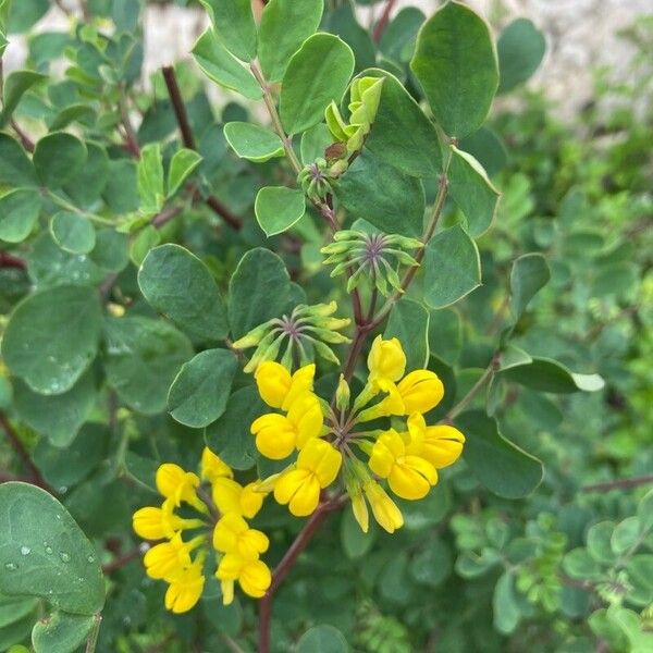 Coronilla valentina Lapas