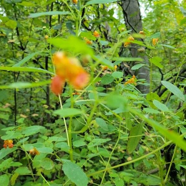 Impatiens capensis Квітка