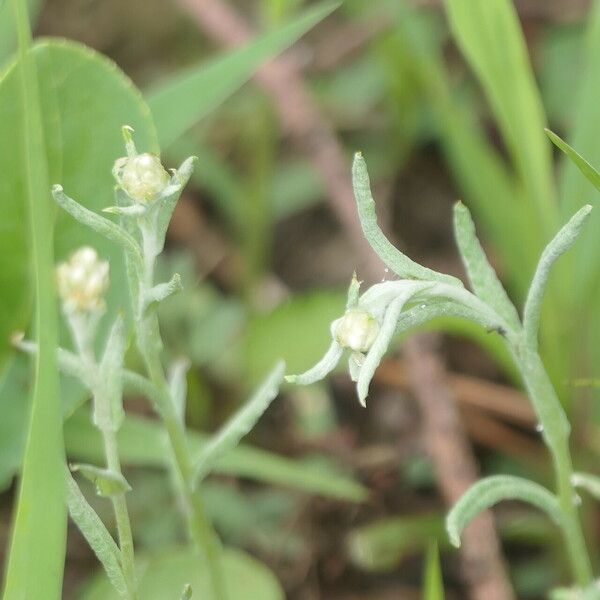 Pseudognaphalium luteoalbum Flower