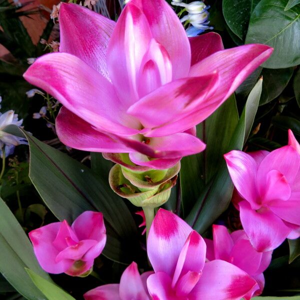 Curcuma alismatifolia Flower