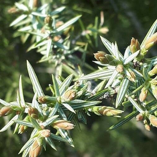 Juniperus oxycedrus পাতা