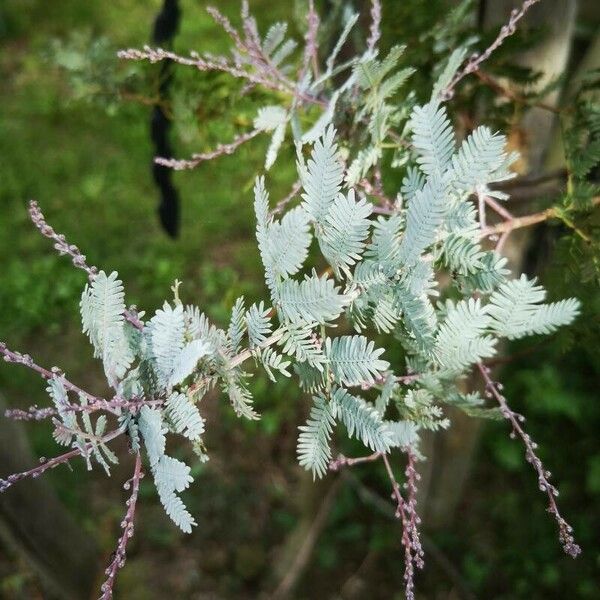 Acacia baileyana Other