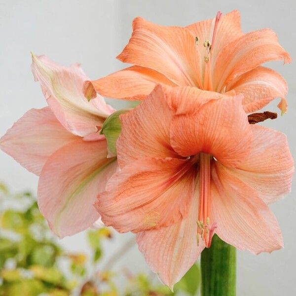 Hippeastrum reginae Flower