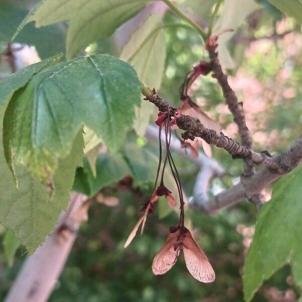 Acer tataricum Φρούτο