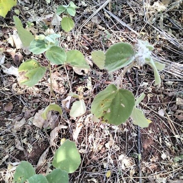 Abutilon pannosum পাতা