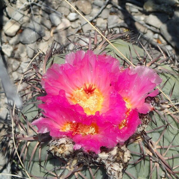 Echinocactus horizonthalonius 花