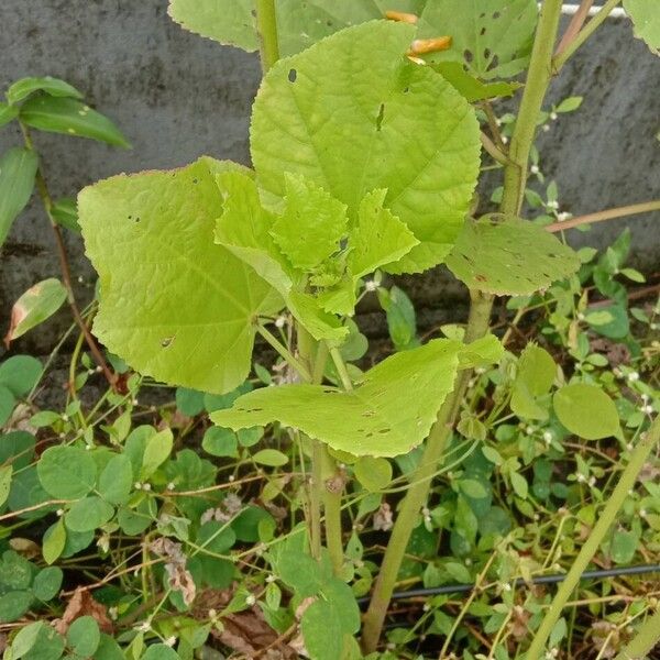 Malachra capitata Leaf