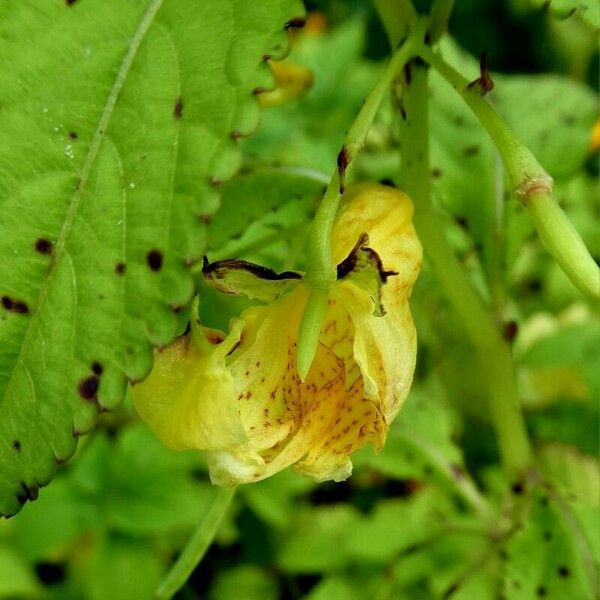 Impatiens noli-tangere Flor