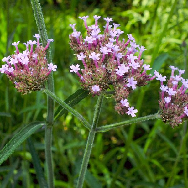 Verbena bonariensis Цвят