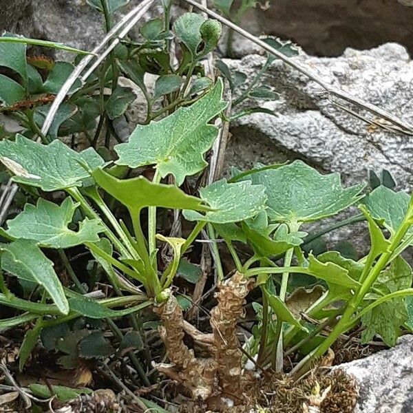 Campanula carnica Leaf