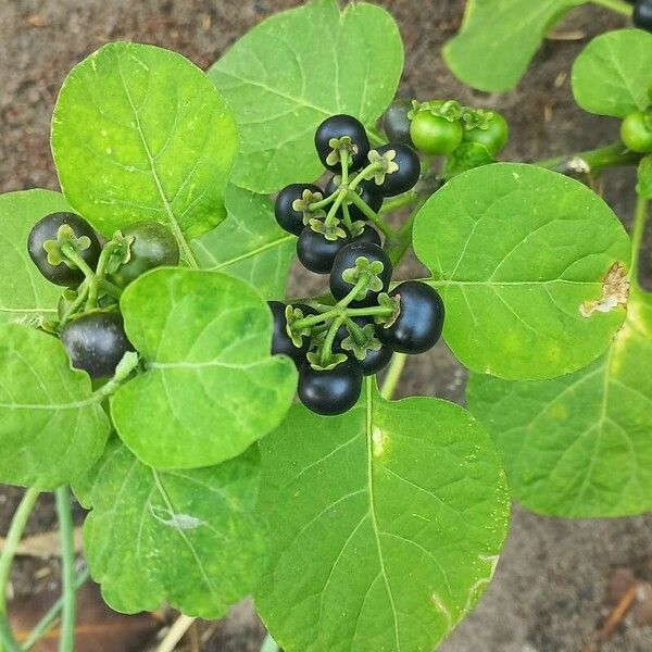 Solanum scabrum Fruit