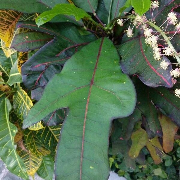 Codiaeum variegatum Leaf